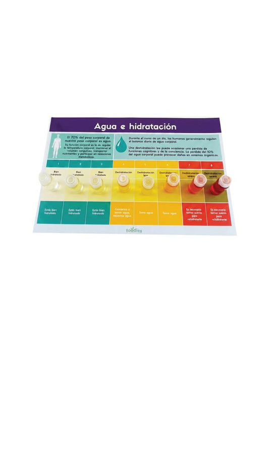KIT ESCALA DE ARMSTRONG / Réplicas de Hidratación